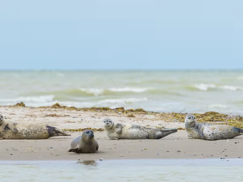 Les phoques de la Baie de Somme